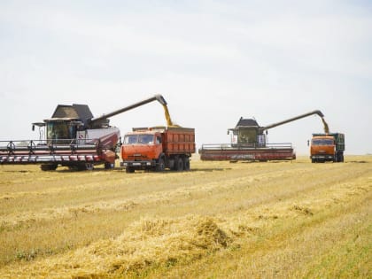 Урожай зерновых в Ивановской области на 30 процентов выше прошлогоднего