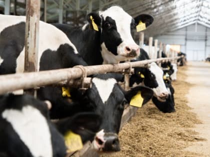 Производство продукции сельского хозяйства в Ивановской области за пять лет увеличилось почти на четверть