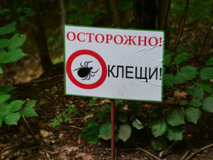В Ивановской области появились первые заразные клещи