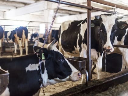 Производство молока – 106 % к уровню прошлого года