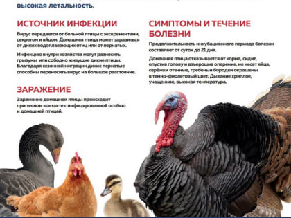 Осторожно! Грипп птиц
