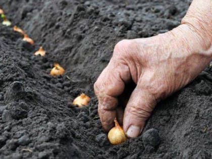 Завершаем садоводческий сезон