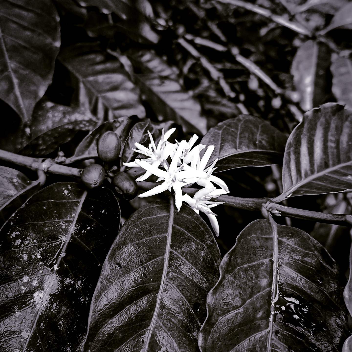 PACAMARA LAVADO - VERACRUZ