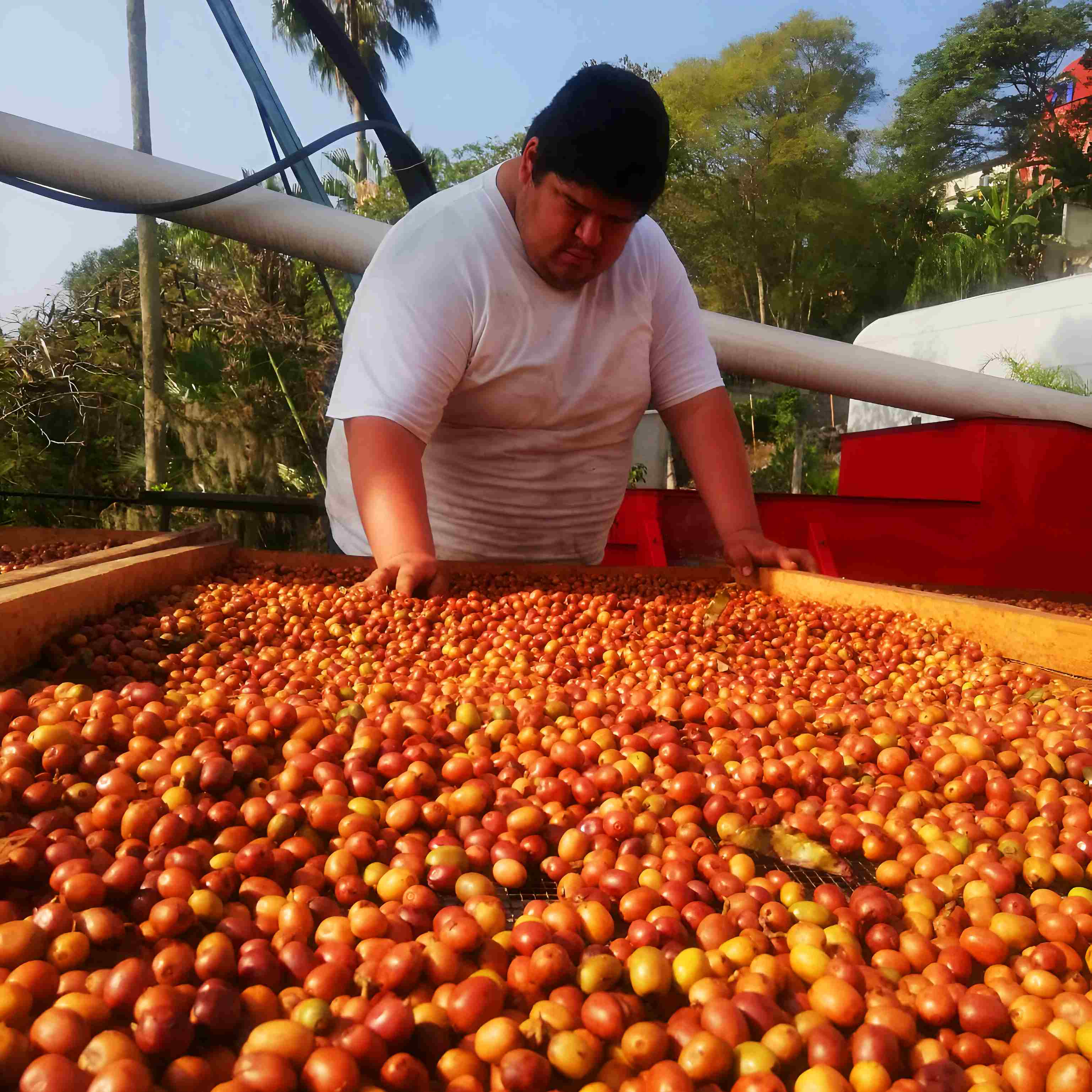 MACERADO EN LICOR - VERACRUZ