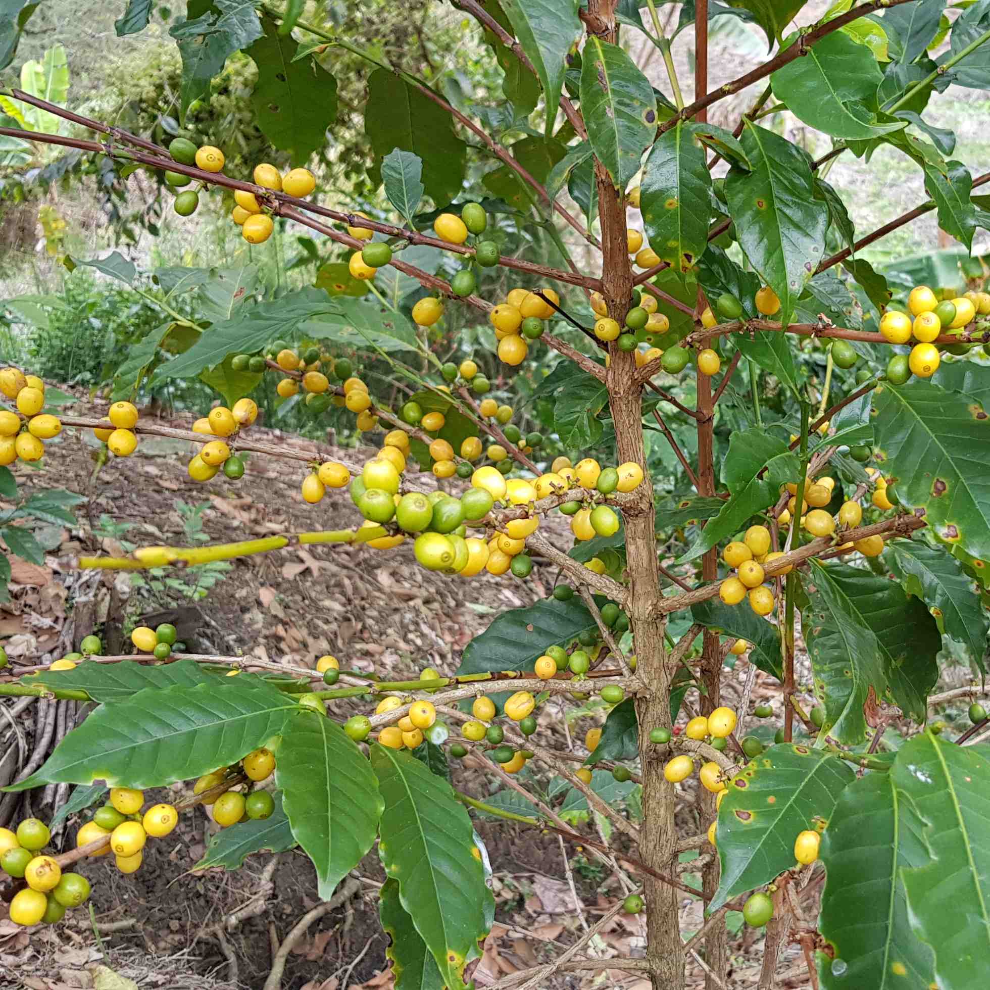 OBATÁ NATURAL - VERACRUZ
