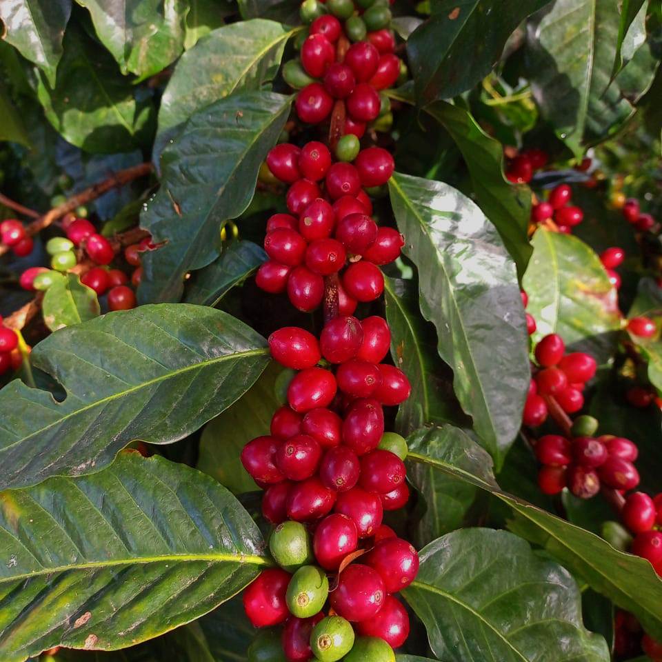 EXPERIMENTAL - VERACRUZ