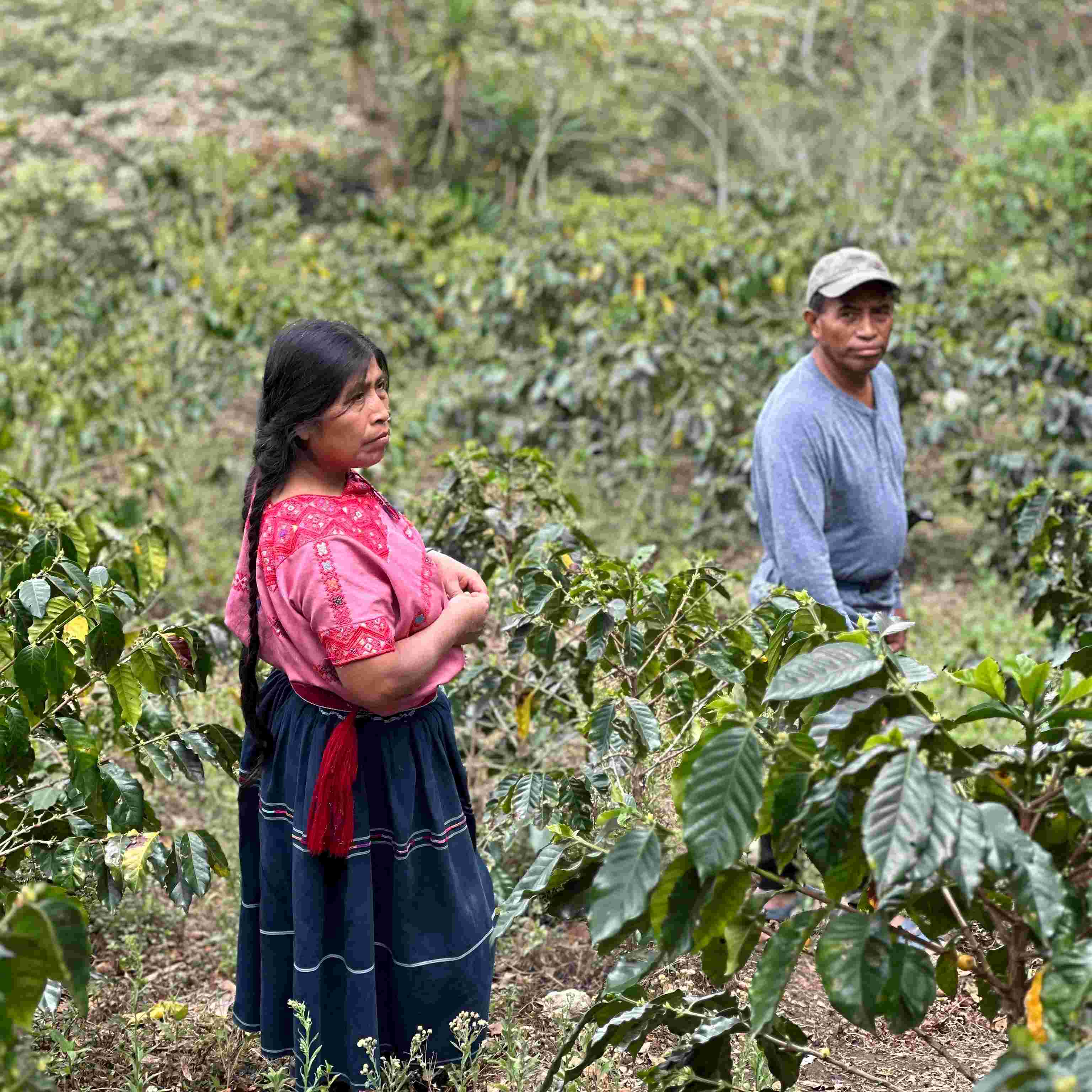 ENSAMBLE DE FINCA - CHIAPAS