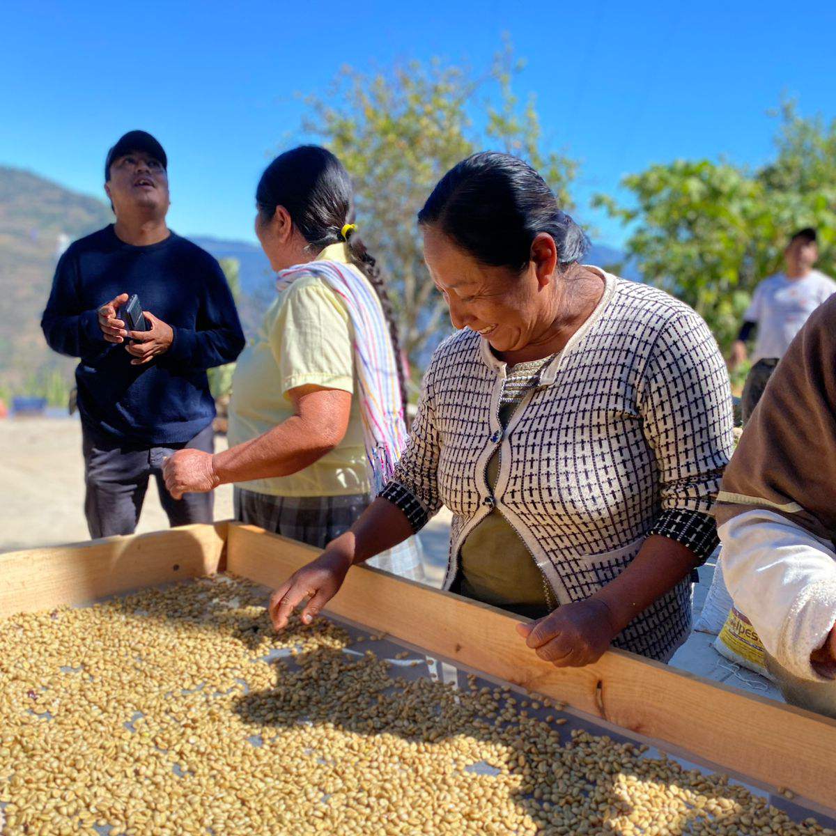 TYPICA SEMILAVADO - OAXACA
