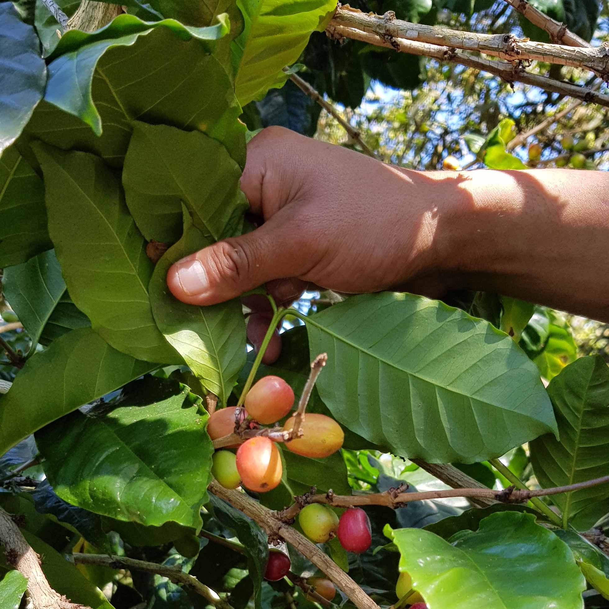 ENSAMBLE DE FINCA - VERACRUZ