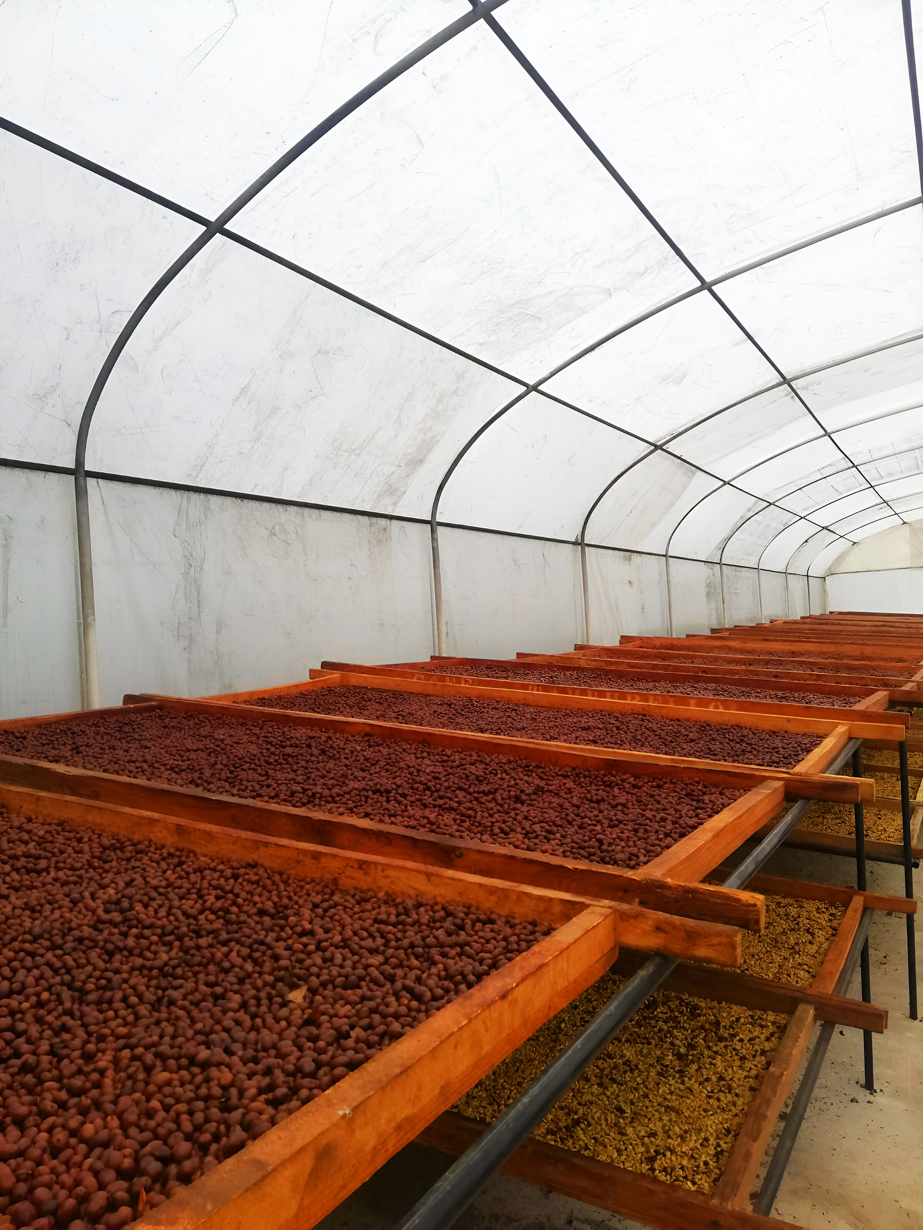 ENSAMBLE DE FINCA - VERACRUZ