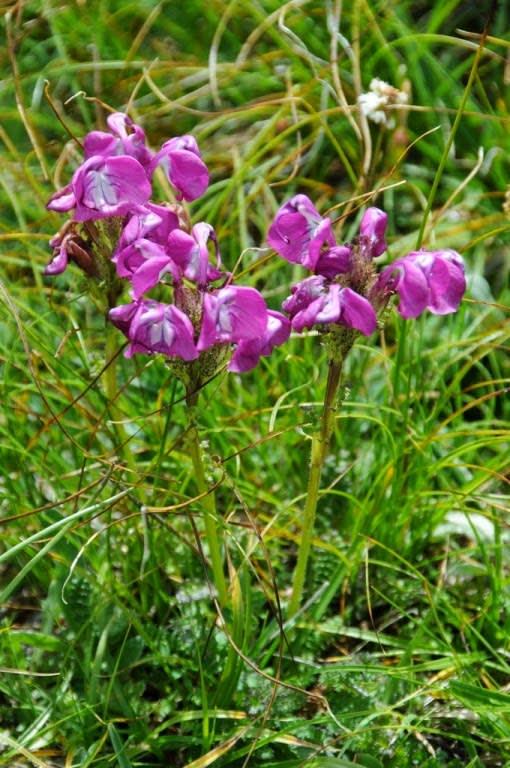 Variety of Life: Pedicularis