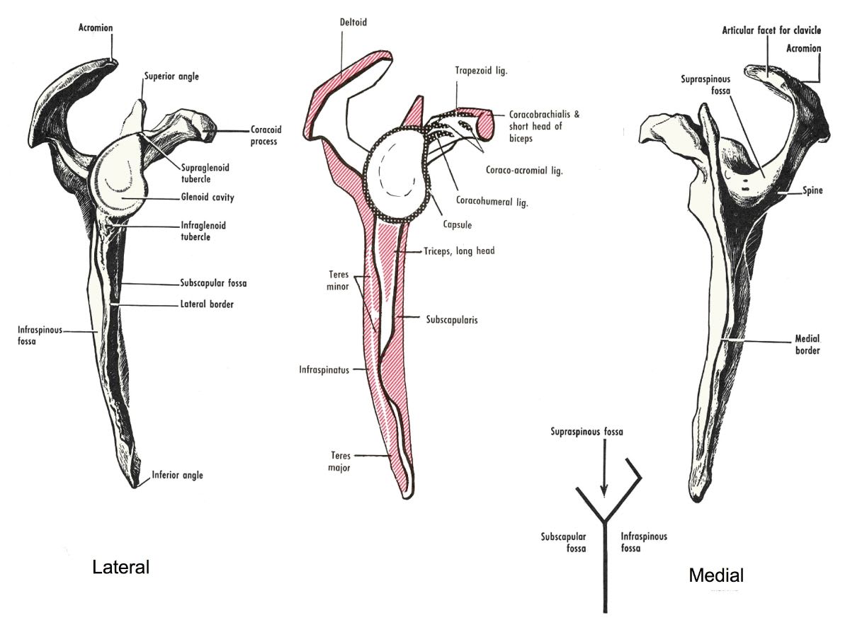 Scapula - Dunia Perubatan