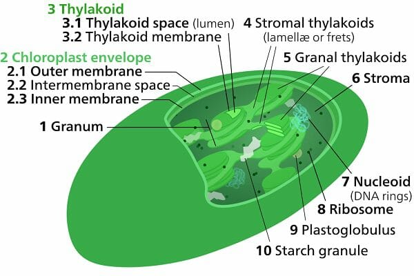 Stroma - Definition and Function | Biology Dictionary