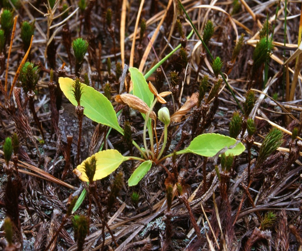 Viola primulifolia L. – Botanikim