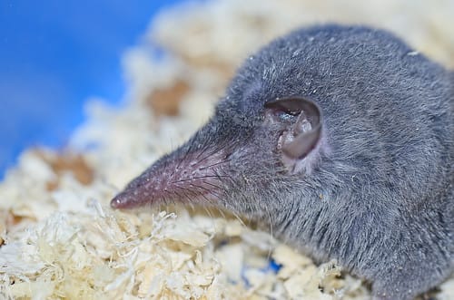 MUNGKIN KAH INI SOLENODON : MAMALIA BERBISA YANG JARANG DIJUMPAI...ATAU ...