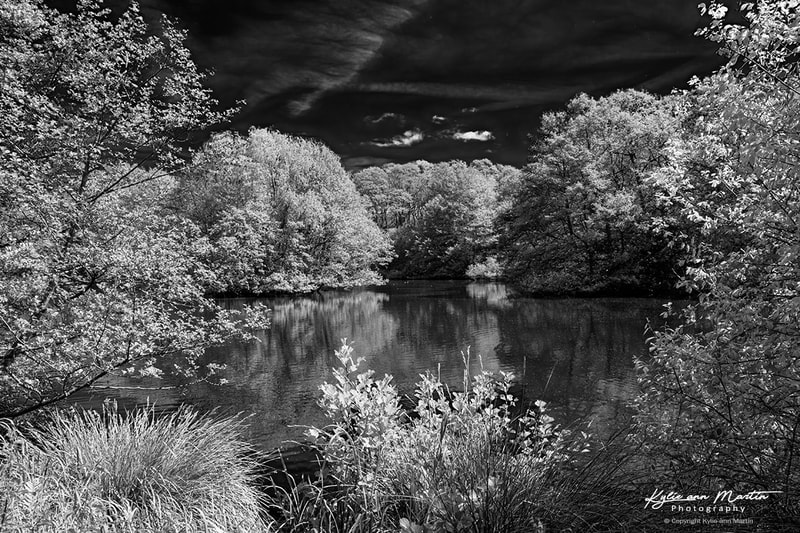 Hill Hook Nature Reserve - Kylie-ann Martin Photography