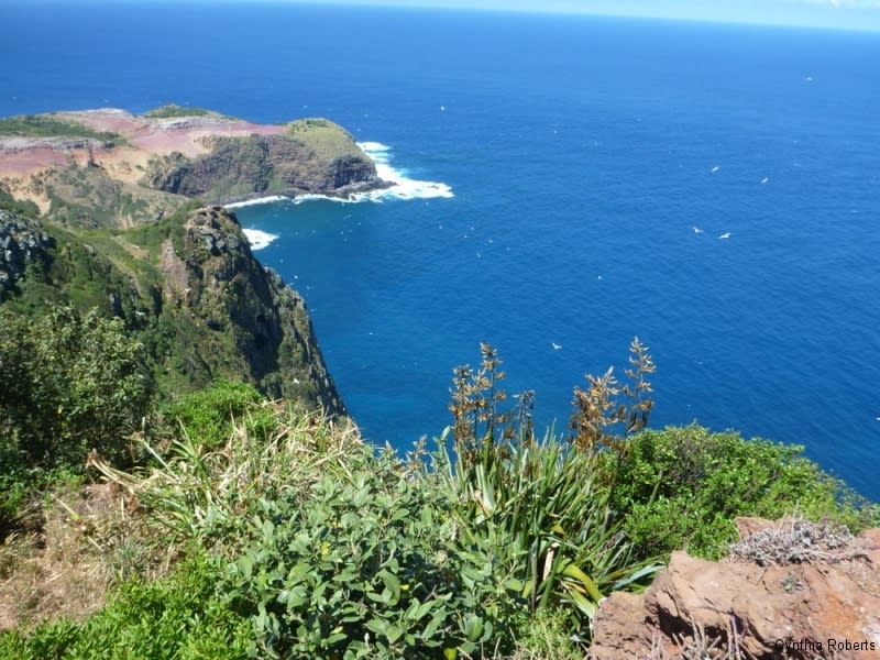 Norfolk Island and the Incredible Phillip Island - Dr Cynthia Roberts