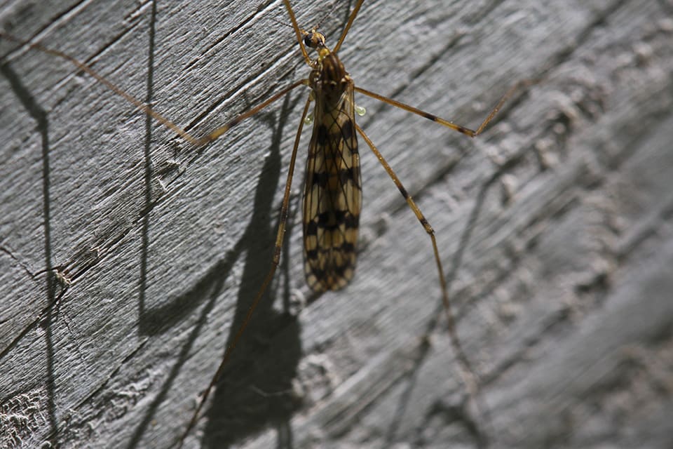 Minnesota Seasons - limoniid crane fly (Limonia annulata)