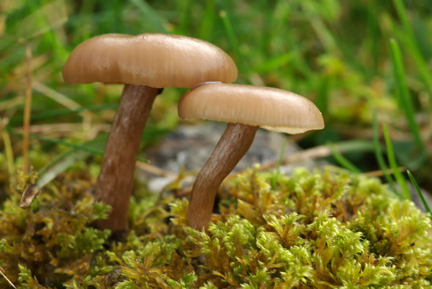 Pseudoclitocybe cyathiformis