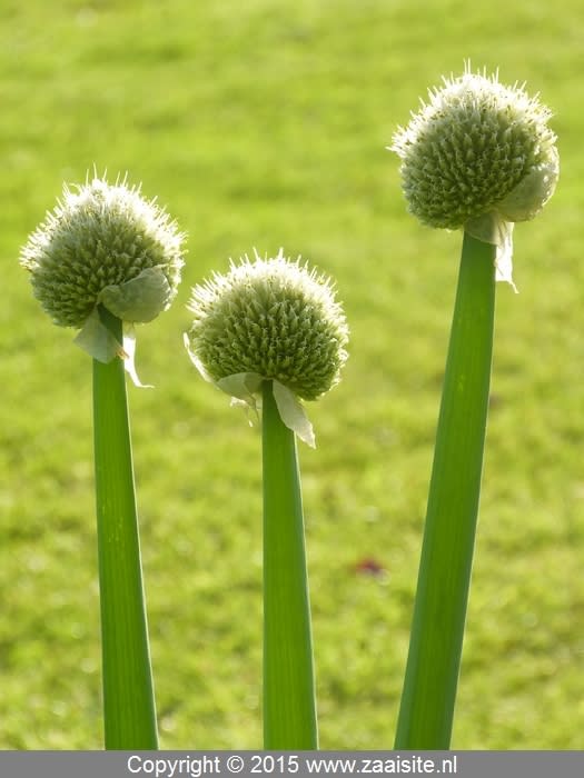 Allium ascalonicum, sjalot zaaien, opkweken, zaden, informatie, afbeelding