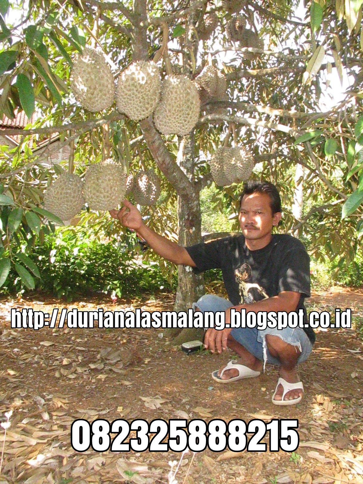 DURIAN MONTONG ORANGE POHON 3 IN 1 OLEH PAK CHANDRA ALASMALANG ...