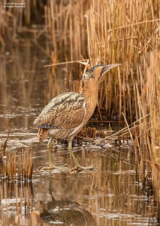 GJG Photography: The Lee Valley