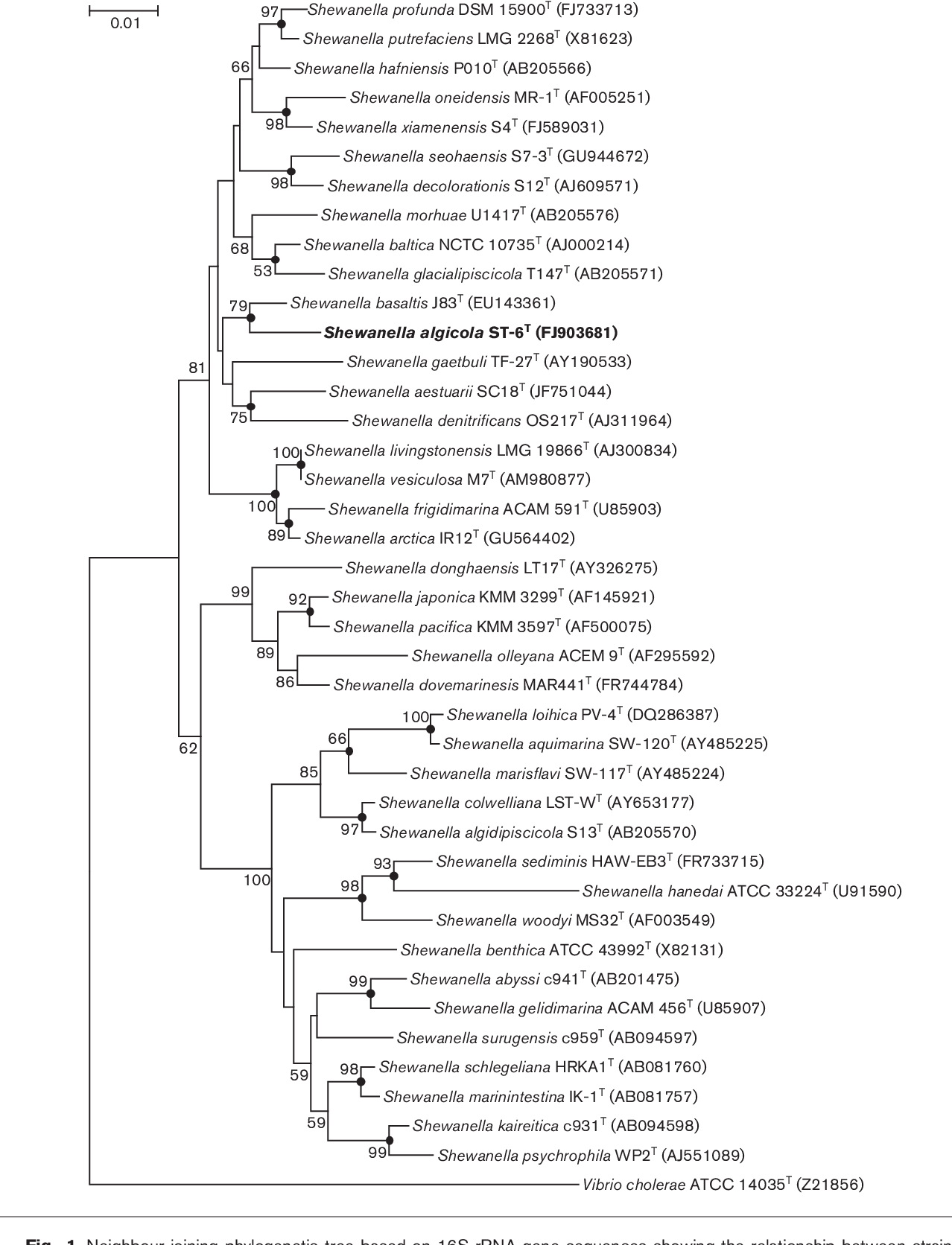 Figure 1 from Shewanella algicola sp. nov., a marine bacterium isolated ...