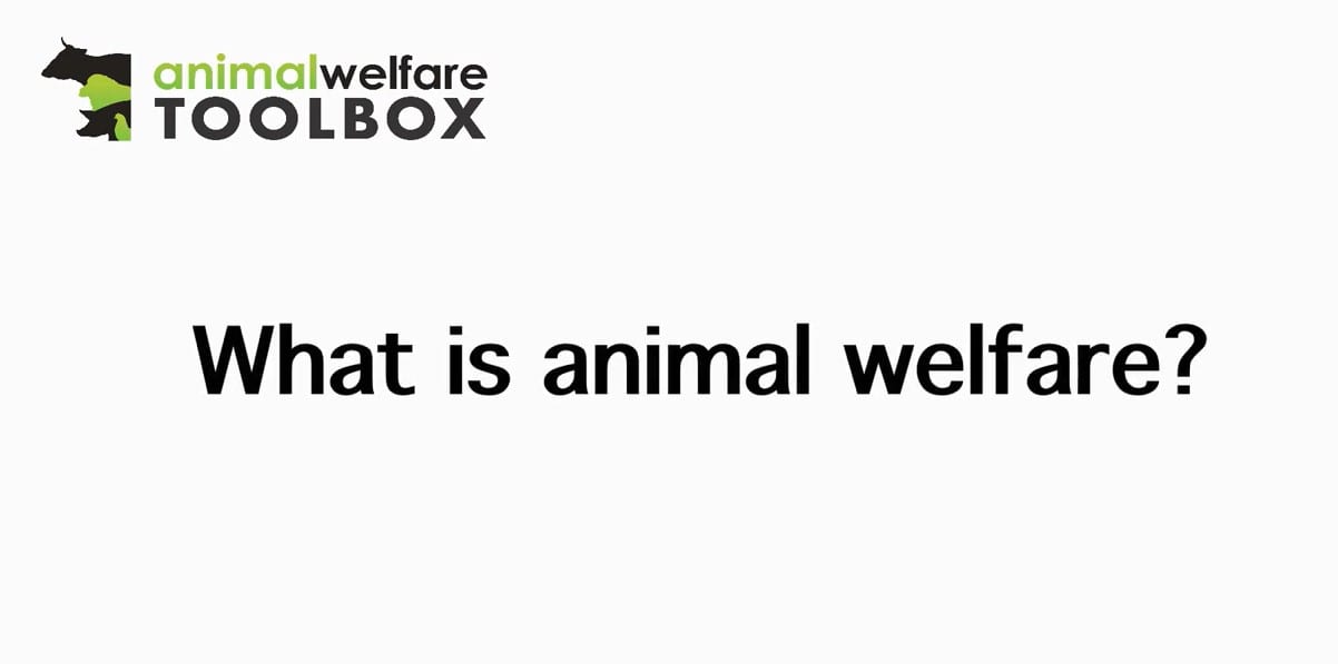 The Animal Welfare Toolbox - What is Animal Welfare?