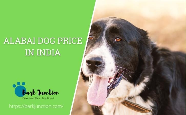 alabai dog price In India | Feeding Cost | cost of a alabai in India ...