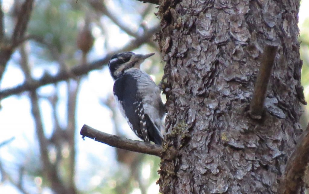 AMERICAN THREE-TOED WOODPECKER – Birds of Nebraska – Online