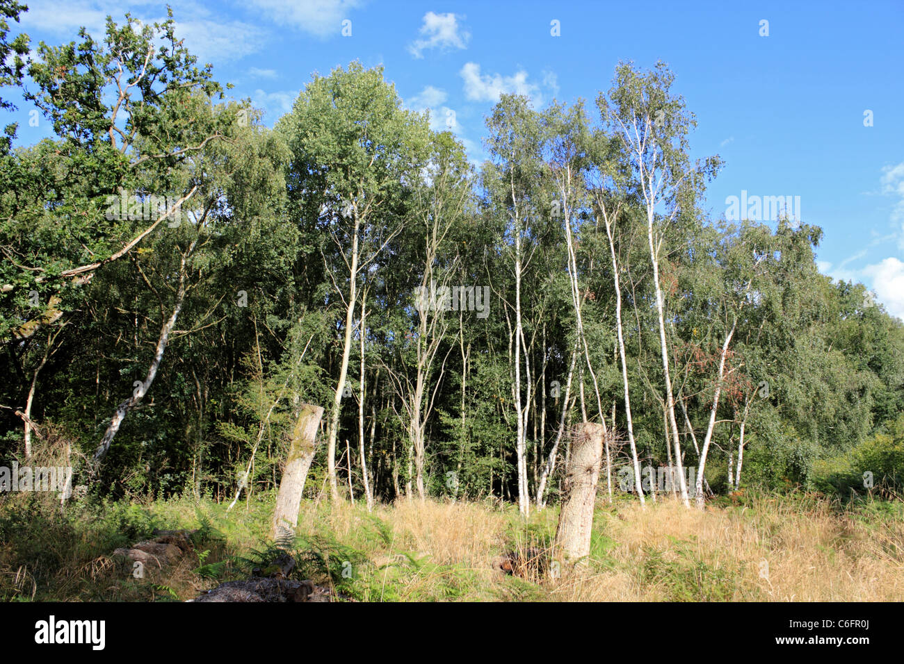 Epsom Common, Epsom, Surrey, England UK Stock Photo - Alamy