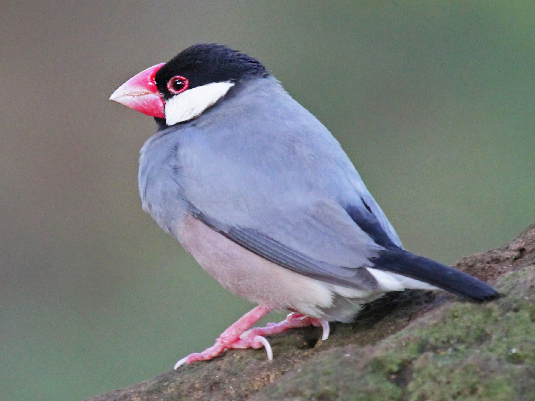 Java Sparrow - eBird