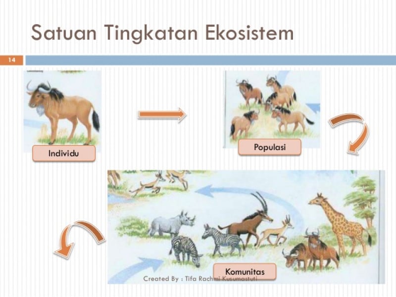 Detail Contoh Populasi Hewan Koleksi Nomer 13