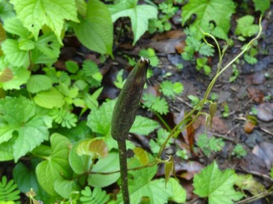 Amorphophallus commutatus – eFlora of India