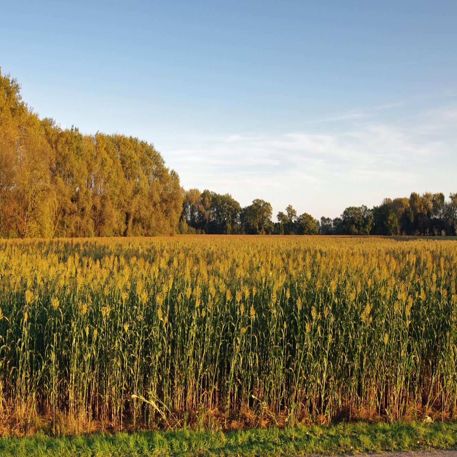 Sorghum | Forage Information System | Oregon State University