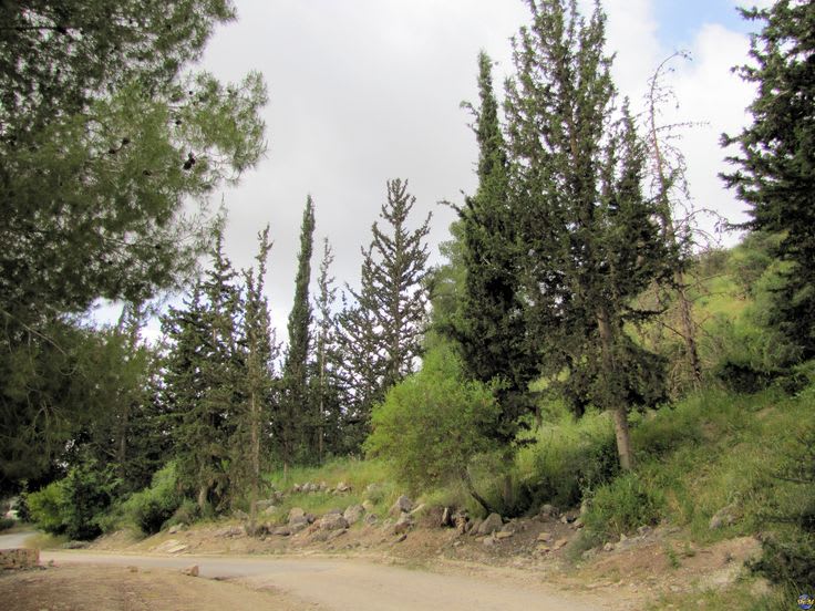 Eshtaol Forest | Recreation area, Landscape, Forest