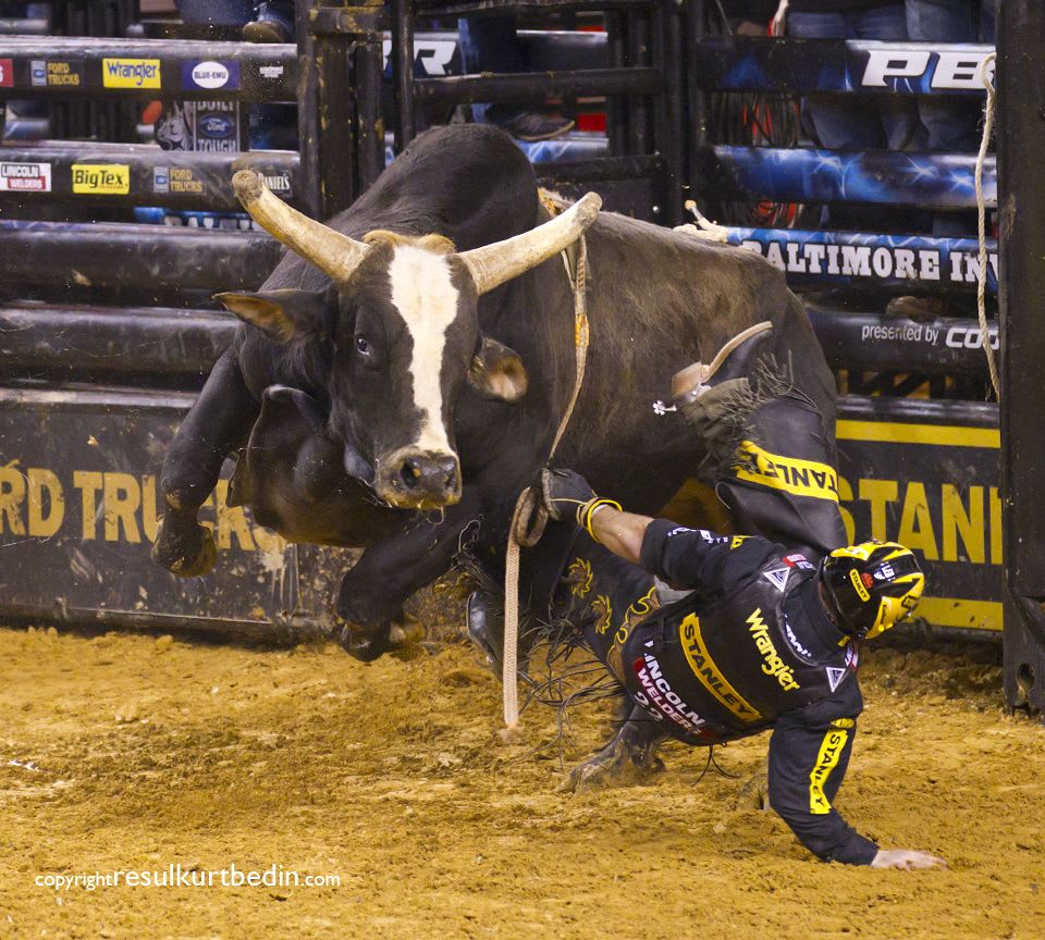 Chicken On A Chain Elephant Photography, Animal Photography, Pbr Bull ...