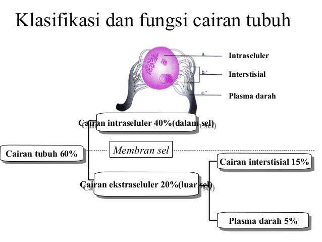 MENGENAL HOMEOSTATIS CAIRAN TUBUH