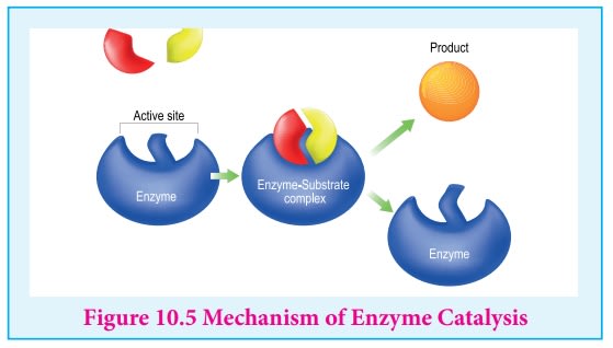 Enzyme Catalysis - Surface Chemistry