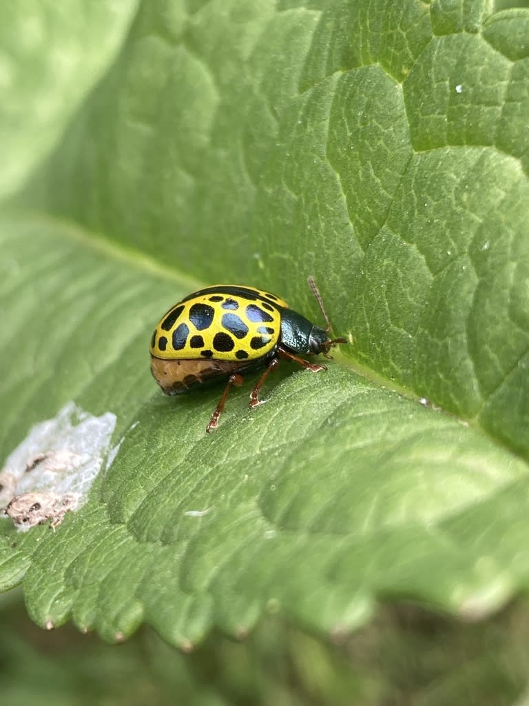 Calligrapha polyspila from Guayanáes, San Luis, Canelones, UY on ...