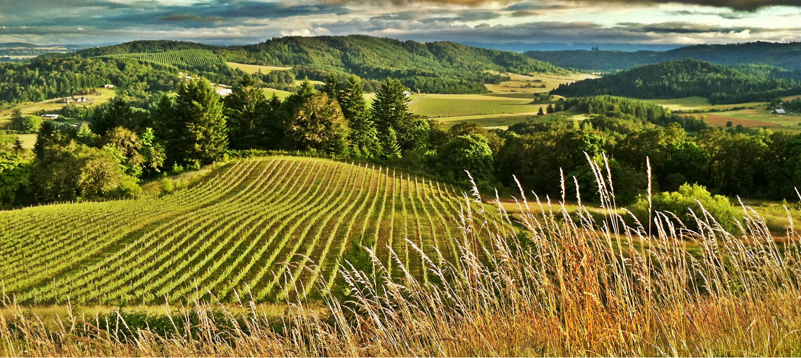 Youngberg Hill - McMinnville AVA Winegrowers