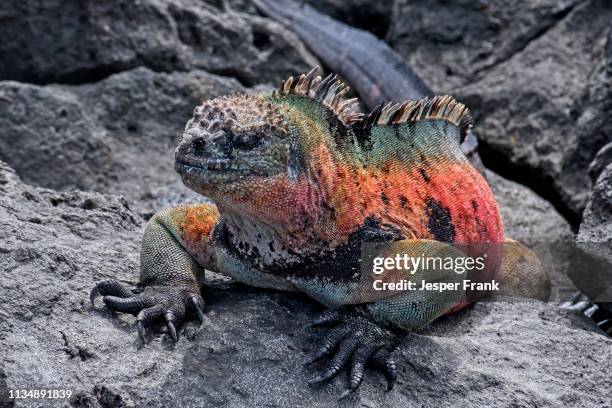 25 Leguan Island Stock Photos, High-Res Pictures, and Images - Getty Images