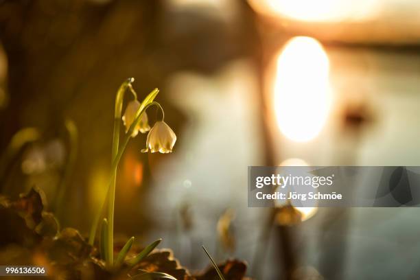 19 Völkermarkt Stock Photos, High-Res Pictures, and Images - Getty Images