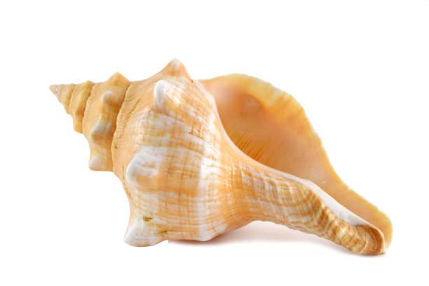 Conch Shell Stock Photos, Pictures & Royalty-Free Images - iStock