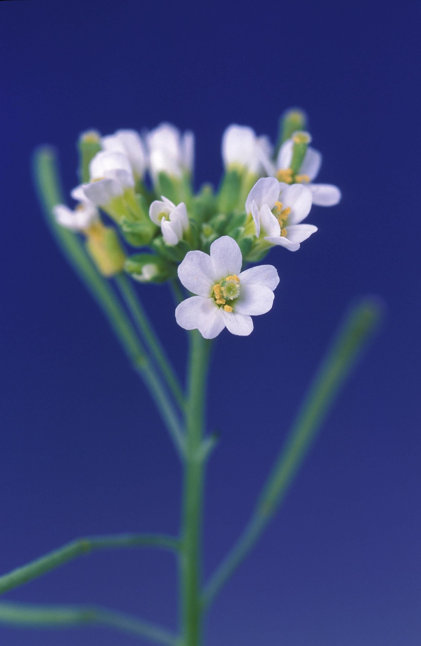 Free picture: arabidopsis, thaliana, flower