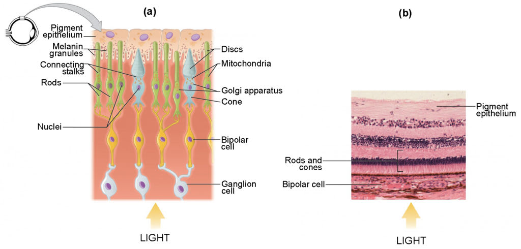 Vision | Anatomy and Physiology I