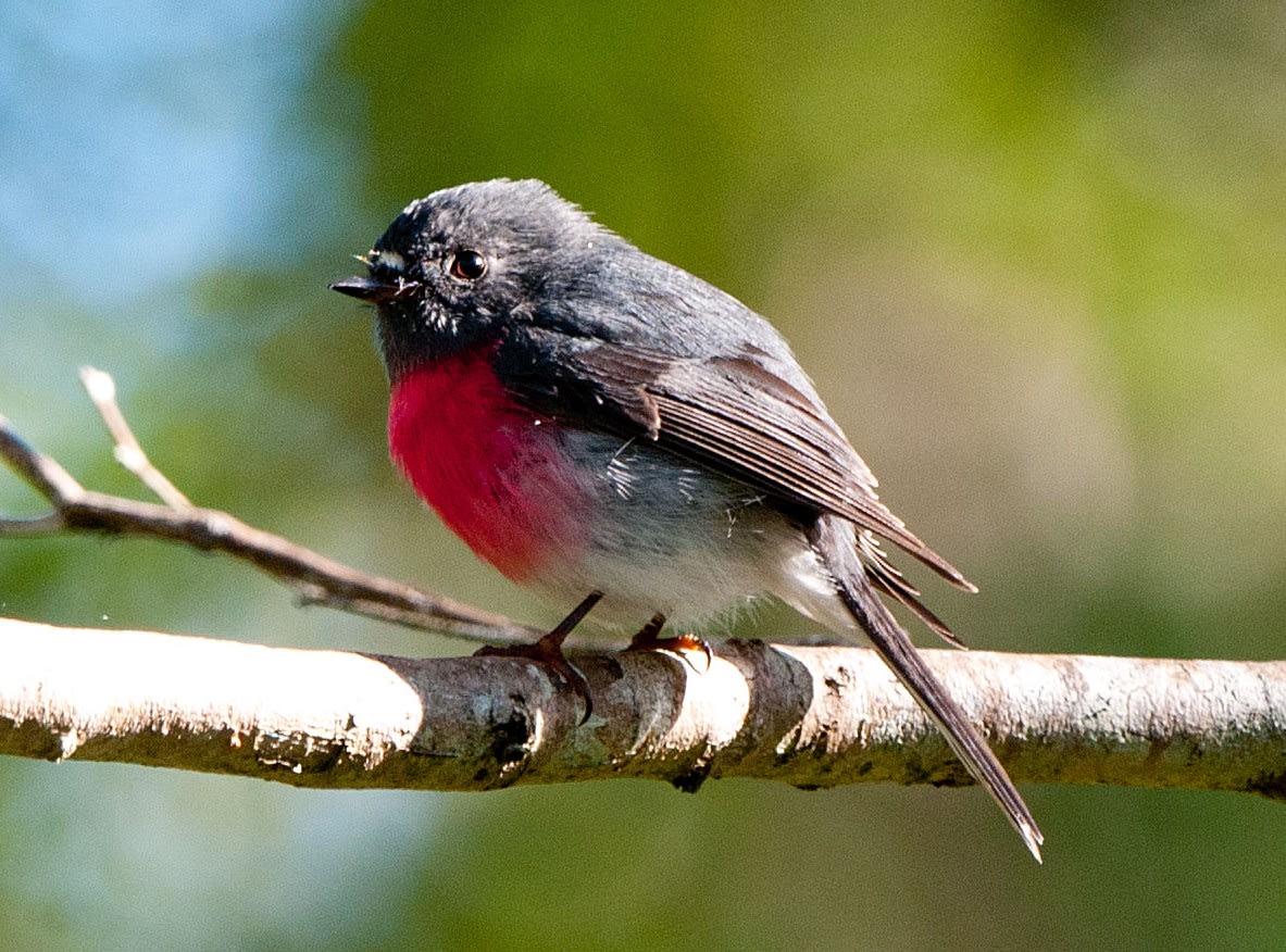 Bird of the Month: Rose Robin (Petroica rosea) - eBird Australia