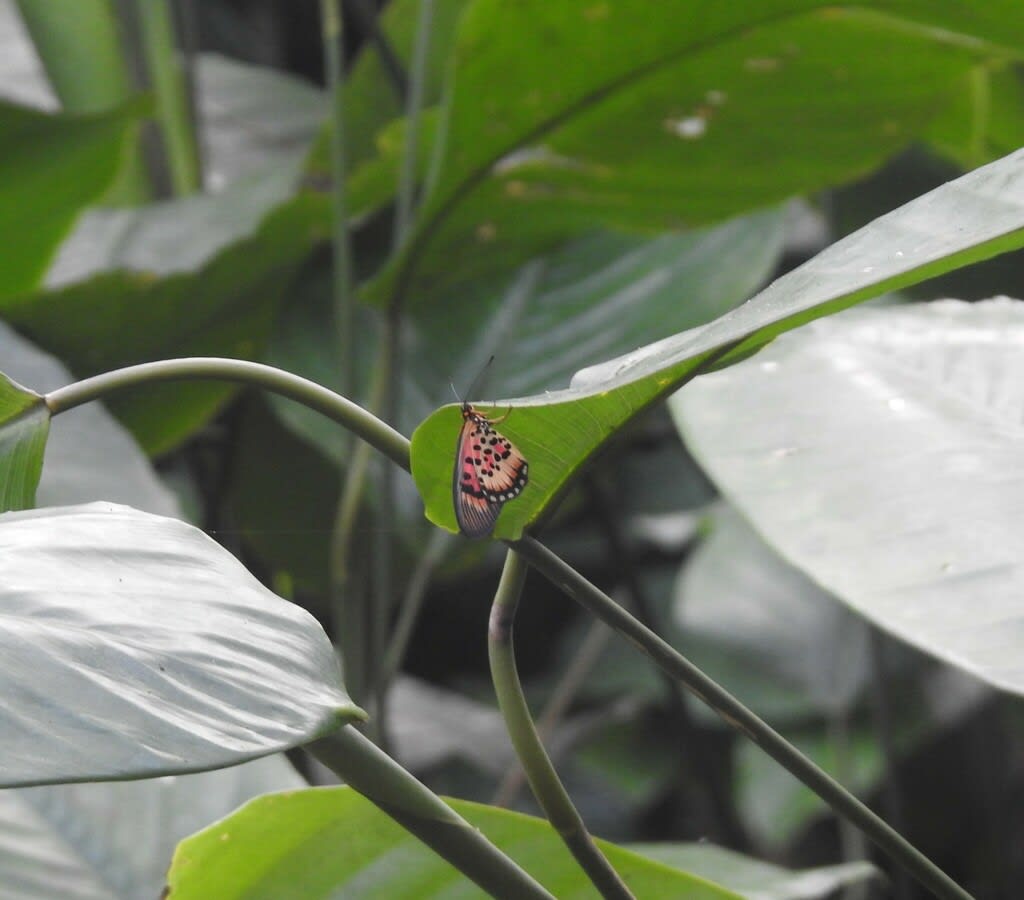 Butterflies and Moths from Ouésso, République du Congo on November 27 ...