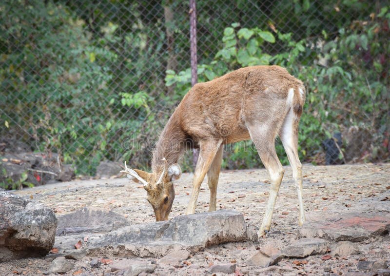 Deer Barasingha stock photo. Image of rucervus, female - 108279652