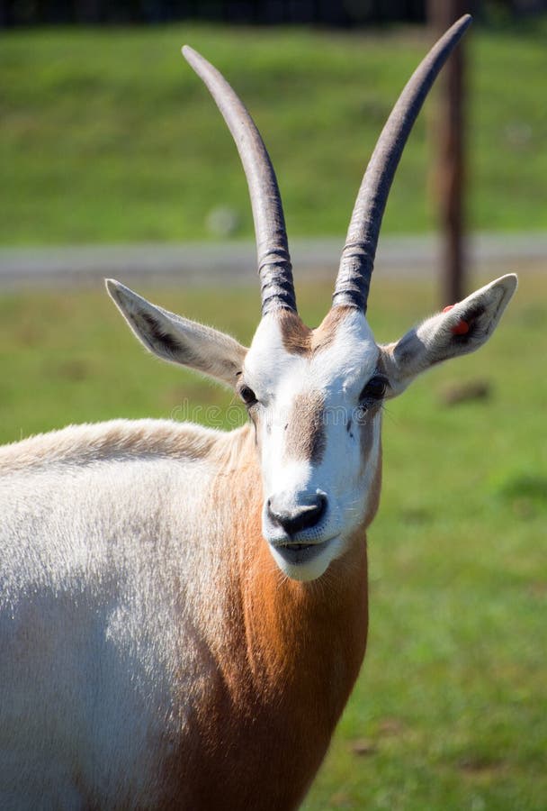 The East African Oryx Oryx Beisa Stock Photo - Image of gazella ...